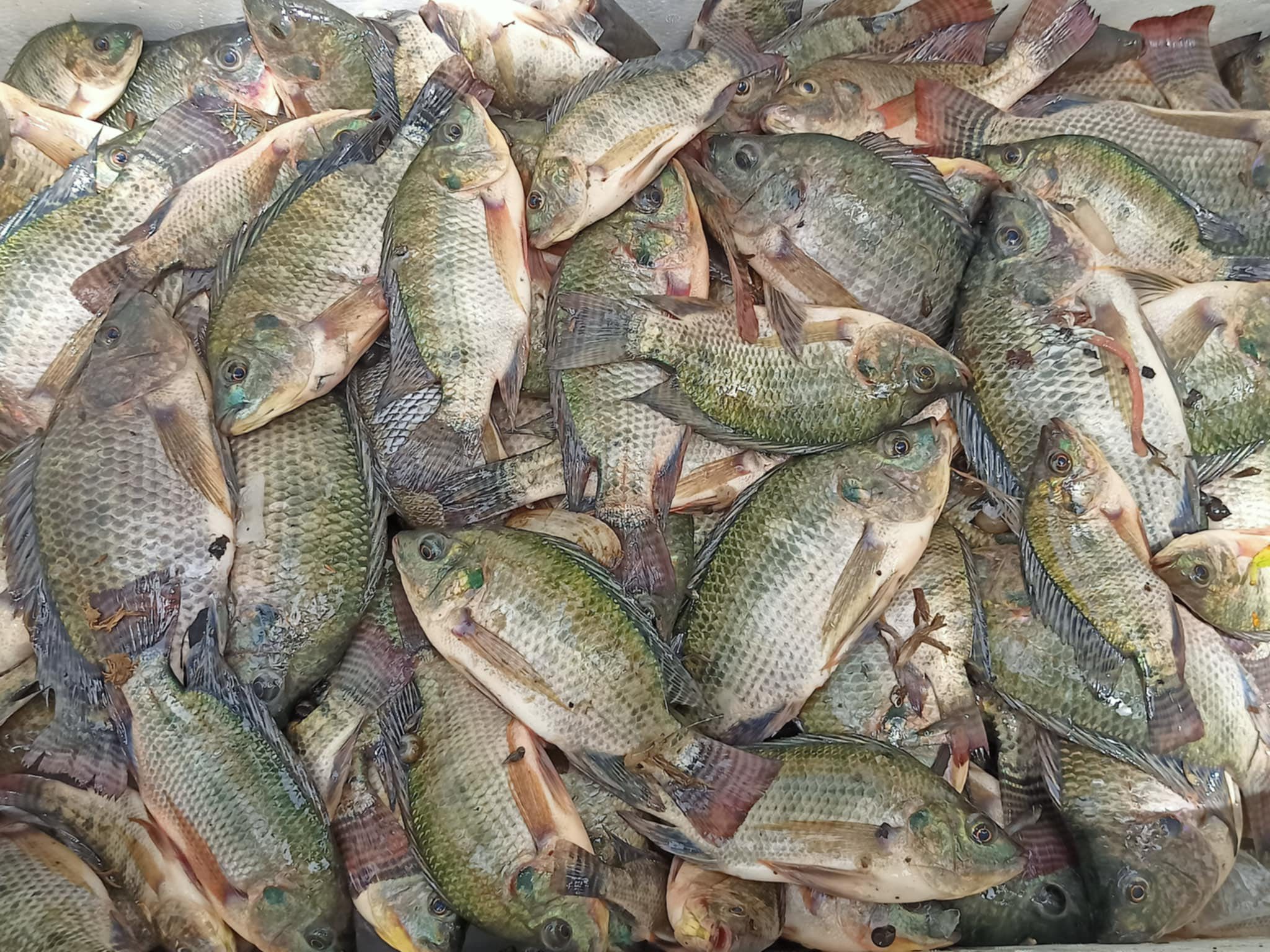 Tilapia